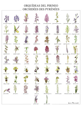 Orquideas del Pirineo — Acuarela sobre papel — 70×100